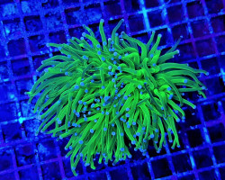 Euphyllia Glabrescens (Green/Blueberry) M