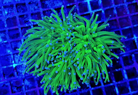 Euphyllia Glabrescens (Green/Blueberry) M