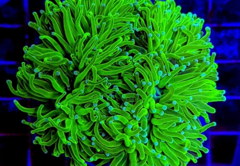 Euphyllia Glabrescens (Ultra)