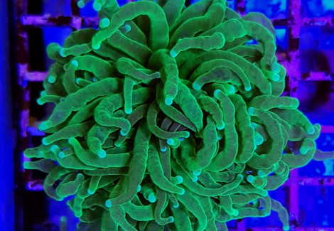 Euphyllia Glabrescens Green Premium (Frag) M