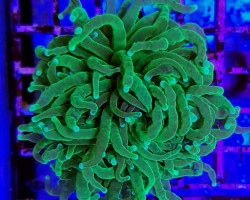 Euphyllia Glabrescens Green Premium (Frag) S