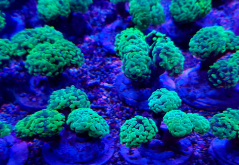 Euphyllia Paraancora (Green Premium) Indo. S