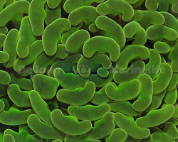 Euphyllia Paraancora (Green Premium) Xs