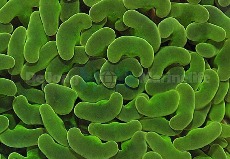 Euphyllia Paraancora (Green Premium) Xs