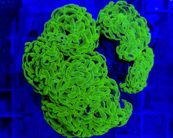 Euphyllia Paraancora (Green Ultra) L