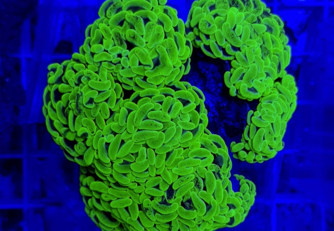 Euphyllia Paraancora (Green Ultra) L