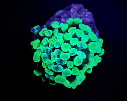 Euphyllia Paraancora (Green) (Premium) S