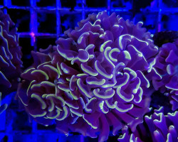 Euphyllia Paraancora (Orange/Pink Premium) Ml