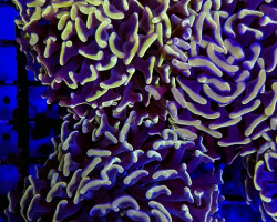 Euphyllia Paraancora (Orange/Pink Ultra) L