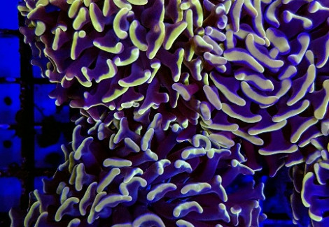 Euphyllia Paraancora (Orange/Pink Ultra) L