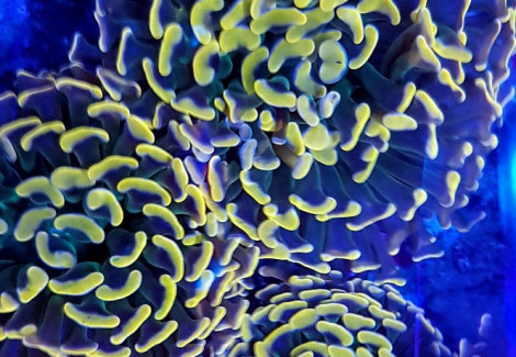 Euphyllia Paraancora (Orange/Yellow Premium) M