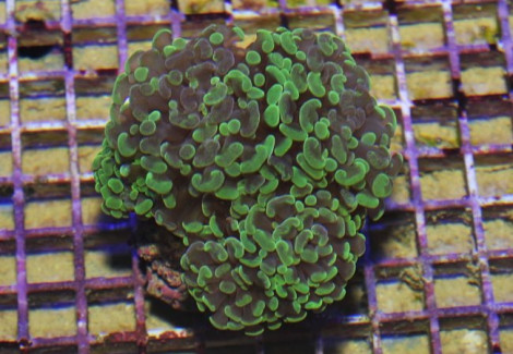 Euphyllia Paraancora Green (Frag) M