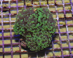 Euphyllia Paraancora Green (Frag) S