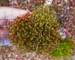 Euphyllia Paradivisa (Green Premium) S