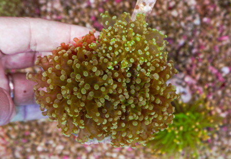 Euphyllia Paradivisa (Green Premium) S