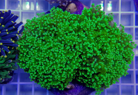 Euphyllia Paradivisa (Green Ultra) S