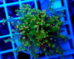 Euphyllia Paradivisa (Green) (Ultra) (P/H) Xs