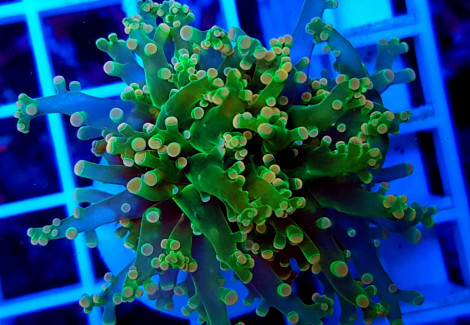 Euphyllia Paradivisa (Green) (Ultra) (P/H) Xs