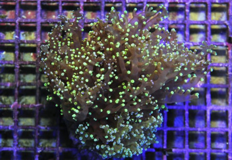 Euphyllia Paradivisa (Green) M