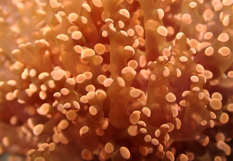 Euphyllia Paradivisa (Orange/Yellow) S