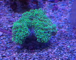 Euphyllia Yaeyamaensis (Green Premium) M