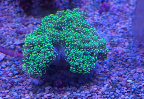 Euphyllia Yaeyamaensis (Green Premium) M