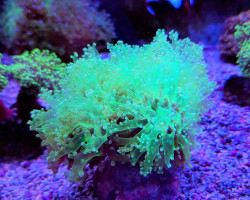 Euphyllia Yaeyamaensis (Green) (Ultra) M