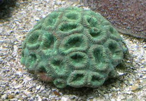 Favia Spp. (Green) Ml