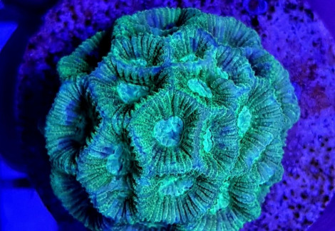 Favia Spp. Green (Frag) M