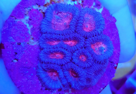 Favia Spp. Red (Frag) M