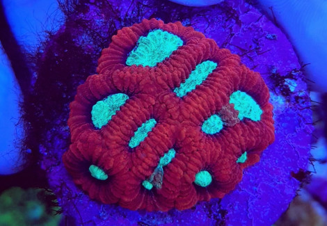 Favia Spp. Red Premium (Frag) M