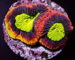 Favites Complanata (Dragon Soul) (Frag) M