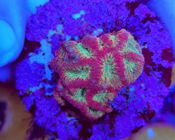 Favites Spp. Red Premium (Frag) M