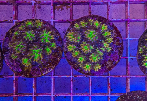 Galaxea Spp. Orange/ Rainbow (Frag) M