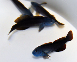 Gobiodon Spp. (Blue Head) M