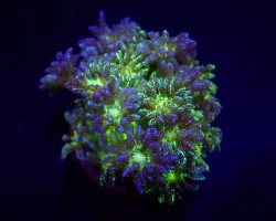 Goniopora Spp. (Blue-Green Glitter) (Frag) M