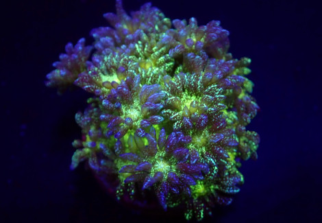 Goniopora Spp. (Blue-Green Glitter) (Frag) M