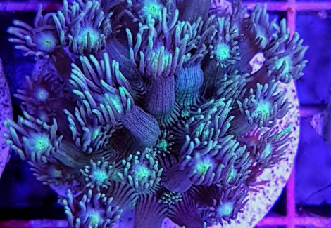 Goniopora Spp. (Frag) Xs