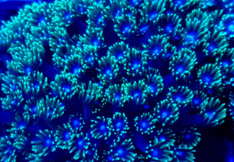 Goniopora Spp. (Green Blue Center) Xl