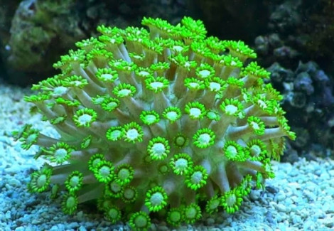 Goniopora Spp. (Green Ultra) Xs