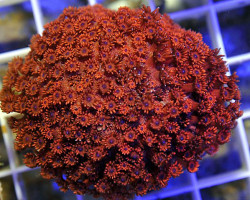 Goniopora Spp. (Red Ultra Lt) Xs