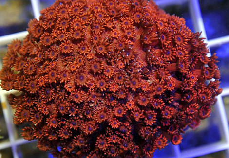 Goniopora Spp. (Red Ultra Lt) Xs