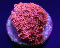 Goniopora Spp. (Red) (Premium) (Frag) M