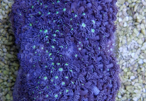 Goniopora Spp. Blue Polyp Xs