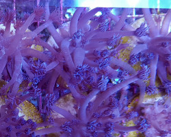 Goniopora Spp. Blue Premium (Frag) M