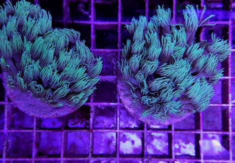 Goniopora Spp. Green (Frag) M