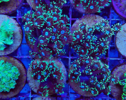 Goniopora Spp. Green / Blue Center (Frag) M