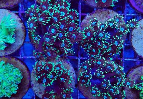 Goniopora Spp. Green / Blue Center (Frag) M