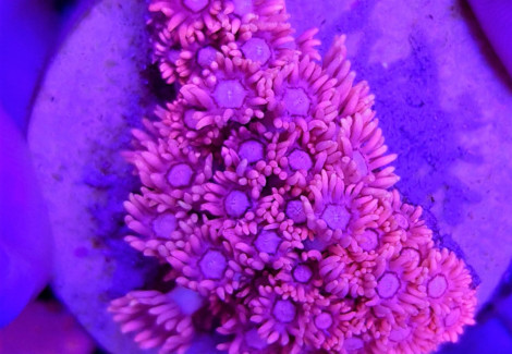 Goniopora Spp. Pink (Frag) M