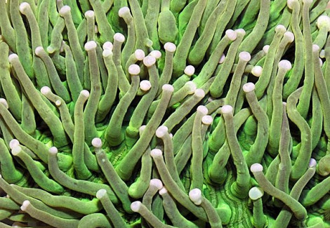 Heliofungia Actiniformis (Green) L